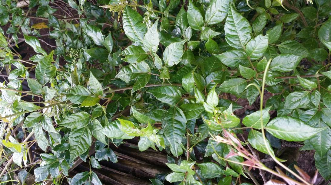 Cây Dây chè. Vernonia andersoni C. B. Clarke - Cây Thuốc Nam Quanh Ta
